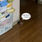 [귀여운동물] 갱스터 집 나갔어