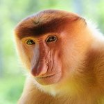 <b>긴코</b>원숭이