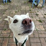 무지개다리 건넌 우리 진도 <b>버들</b>이