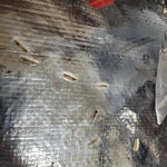 *혐오주의!!*쿠팡 로켓<b>프레시</b>백에서 구더기가 나왔어요