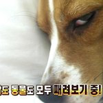 [NCT드림] 나는 행복합니다~