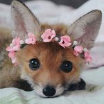 사람 홀리는 게 맞는 아기 <b>여우</b>