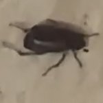 [댓글부탁해] 이거 무슨 <b>벌레</b> 같음..?