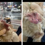 [도와줘요] 애견<b>미용</b>샵에서 강아지 귀가 잘렸어요