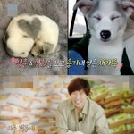 유기견 입양한 선한 영향력 가진 연예인3