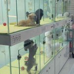 길<b>가다</b> 봤는데 얘네 너무 불쌍하지 않아???