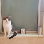 딸이 제가 <b>외출</b>한 사이 고양이를 버리고 왔네요,,