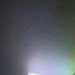 아 이게 <b>러브</b>버그엿구나 ㄷㄷ