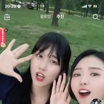 플레디스…