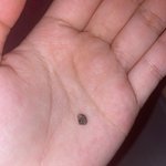 [19] 혐 주의) 나 <b>배꼽때</b> 뺐는데 <b>배꼽</b> 빠진 듯