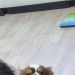 [귀여운<b>동물</b>] 아빠한테 꼬리치는 놈