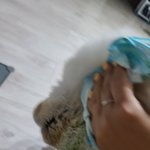 [도와줘] 강아지용품업체고발합니다(두유<b>XX</b>)