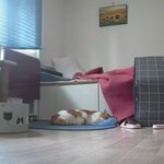 나의 동거묘 <b>도칠</b>이 22년 7월 여름준비 끝