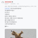[댓글부탁해] 아 진짜 나 개화남 왜 <b>저주인형</b> 사는지 알듯