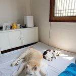 [허스키심바] 레오 "<b>형아</b> 사랑해요"