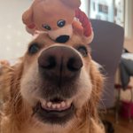 [이것좀봐줘] 우리집 <b>절미</b> 자랑좀 할래 2탄