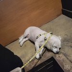 [귀여운동물] 왕<b>티즈</b> 입니다^^