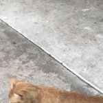 나 <b>종아리</b> 두꺼움?