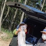 <b>대지진</b>의 전조현상?…포항 해변서 심해어 ‘산갈치’ 발견