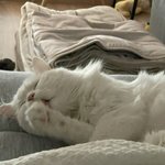 향수말고 <b>섬유</b>탈취제광인 판녀있냐