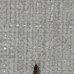얘들아 이거 <b>바퀴</b>야? (사진 ㅇ)