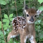 <b>웅</b>애응<b>앵</b> 아기사슴