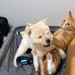 고양이 키우던 집으로 <b>입양</b>된 강아지