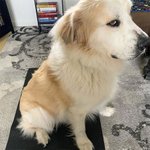 집사가 영 미덥지 못한 <b>눈초리</b>
