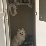 [모두드루와] 우리집 <b>강쥐</b> 귀엽징