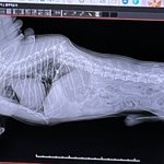 반려견 교통사고 척추 골절, 뻔뻔한 가해자