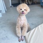 [귀여운동물] 인스타발 졸<b>귀</b><b>탱</b> 댕댕쓰 발견