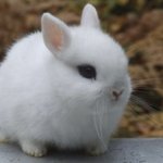 [댓글부탁해] 은지원 장성규 <b>한요한</b> 공통점이 뭐야?