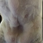 [이것좀봐줘] 고양이 중성화 수술후 <b>함몰</b>현상? 한번만 봐주세요