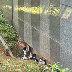 아파트 <b>관리실</b> 직원들이 고양이 가족을 생매장 했습니다