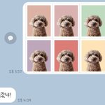 울 강쥐 증명사진 시안 <b>엄빠</b>한테 보내줬는데