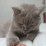 [귀여운동물] 곰이와 <b>여우</b>일상 19