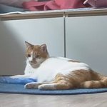 나의 동거묘 <b>도칠</b>이 2022년 7월 어느 하루 일상..