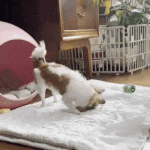 [몬스타엑스] <b>기현</b> 프메 (봉쑥쓰 &amp; <b>기현</b> 움짤)