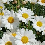 한남은 생각보다 더 많이 <b>분포</b>돼있음