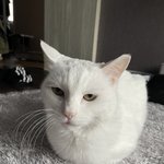 고양이 꽃분이❤️