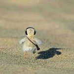 [이것좀봐줘] <b>롯</b>×리아 다 이래?