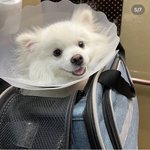 [댓글부탁해] 진짜 예쁜 강아지도 입양가긴 힘들구나…