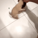 [방탄소년단] 이삐들 요즘 덕질 어떻게함?