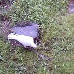 [19] 고3판남과 흰 <b>비둘기</b>