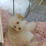 얘들아 <b>이</b> <b>강아지</b> 귀엽지 않니