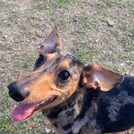 [방탈죄송] 건강하던 호세가 애견유치원에서 하원 후 죽었습니다.