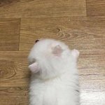 [모두드루와] 유나 까이는거 보면 맘 졸라 아픔