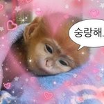 [댓글부탁해] 쌍수 <b>설득</b>하려는데 편지 쓰는거 어떰??