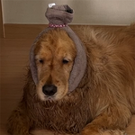 [강아지] 대형견과 함께 사는 경기도민 공유해요!