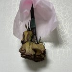 [군대] 공방 꽃 <b>근황</b>